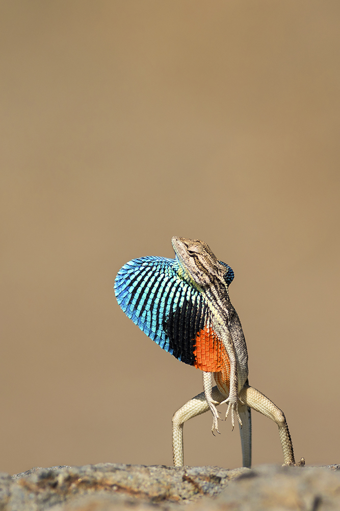 Dr Vyankatesh Metan Solapur Mammals H