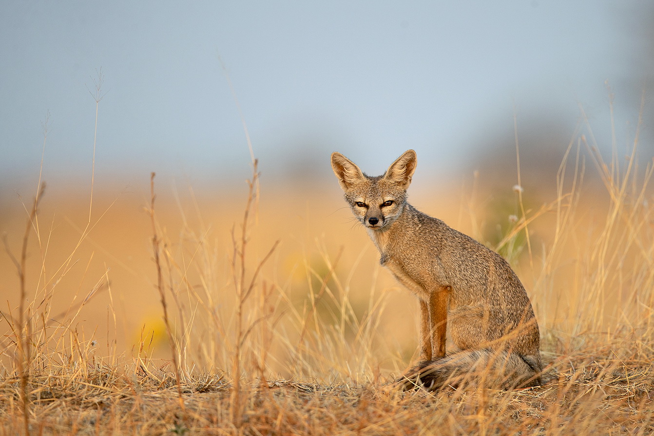 Dr Vyankatesh Metan Solapur Mammals K