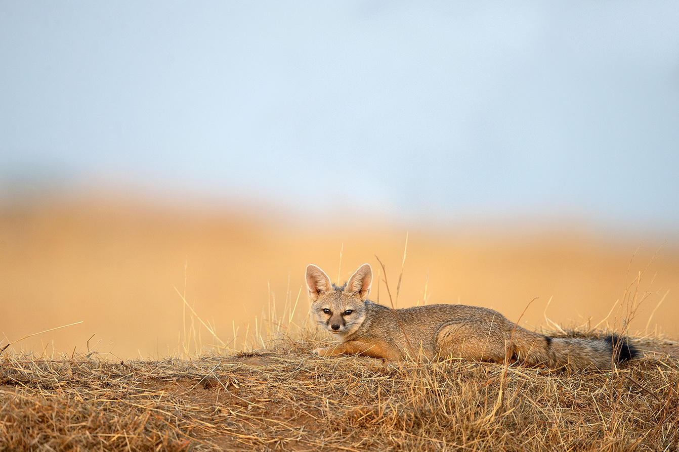 Dr Vyankatesh Metan Solapur Mammals N