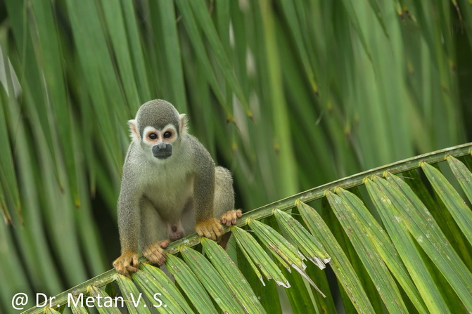 Ecuadorian squirrel monkey image Dr Vyankatesh Metan Solapur