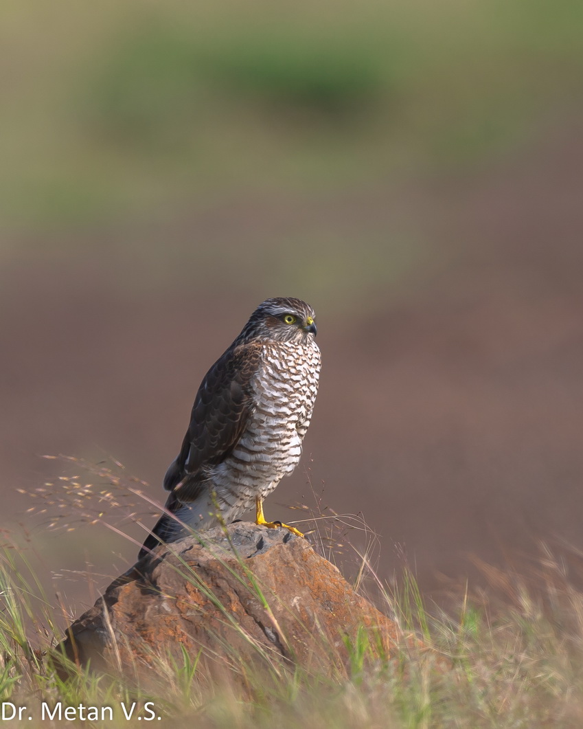 Eurasian sparrowhawk image Dr Vyankatesh Metan Solapur V3