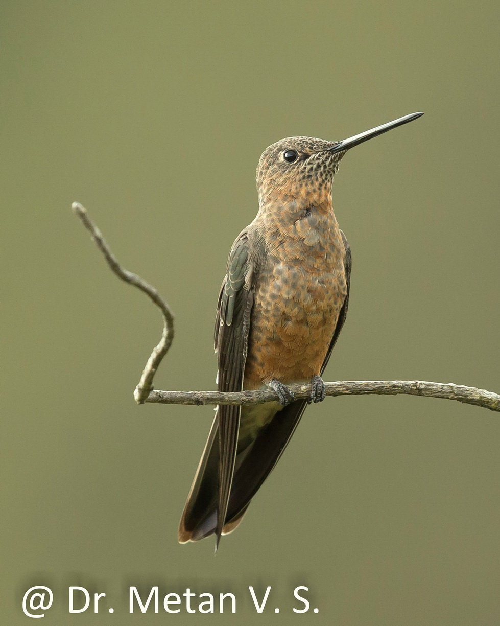 Giant hummingbird Hummingbird image Dr. Vyankatesh Metan Solapur 6