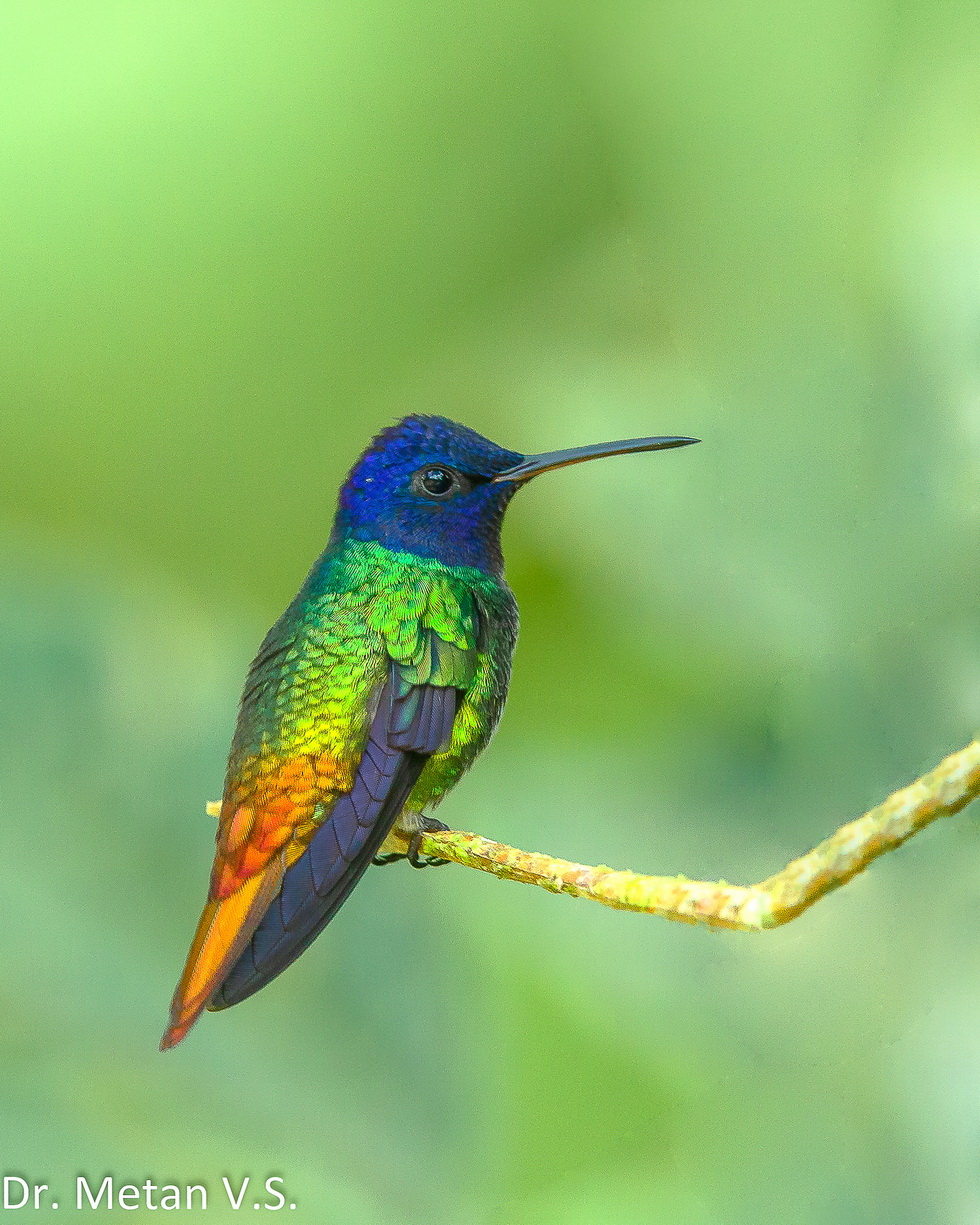 Golden tailed sapphire Hummingbird image Dr. Vyankatesh Metan Solapur 633