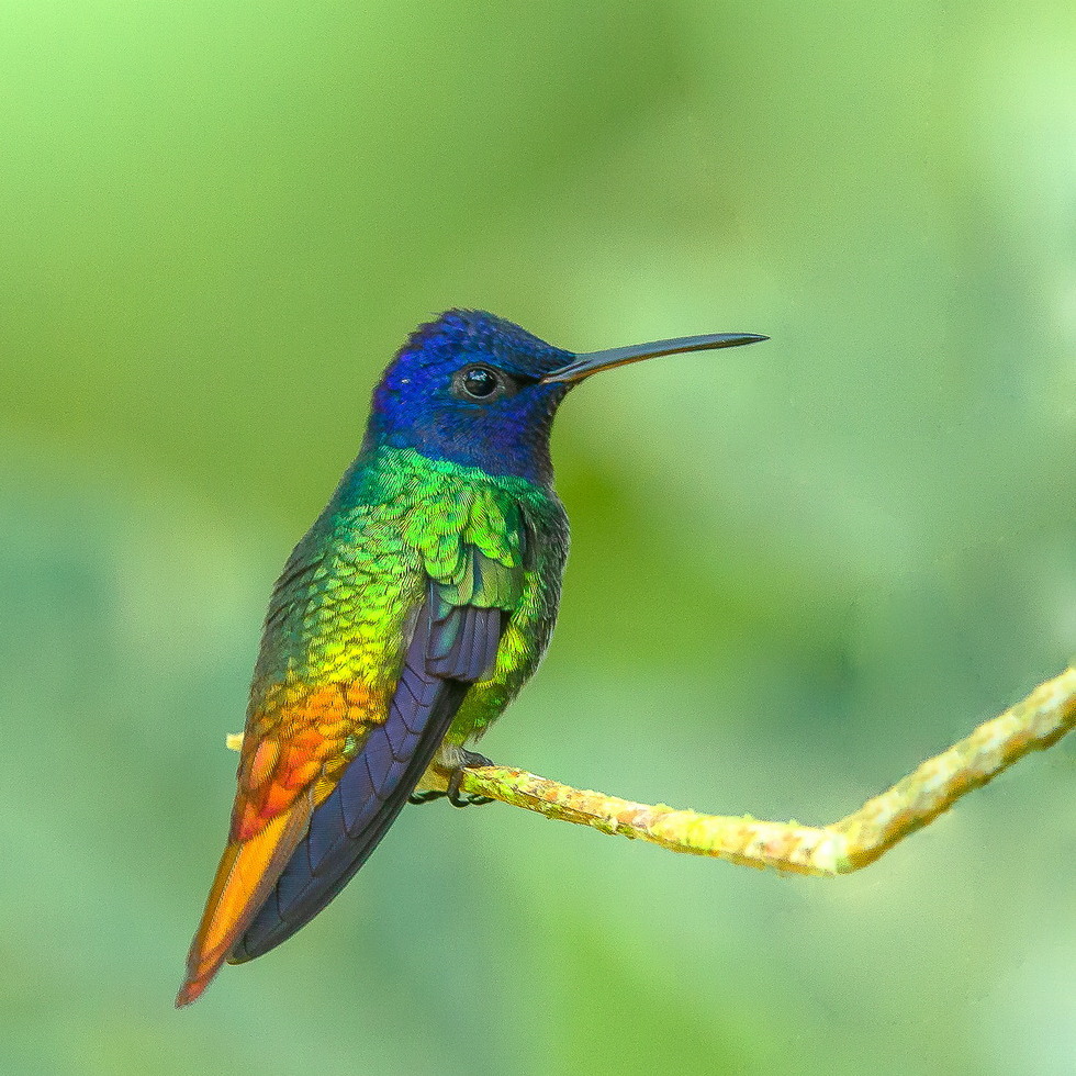 Golden tailed sapphire Hummingbird image Dr. Vyankatesh Metan Solapur 999