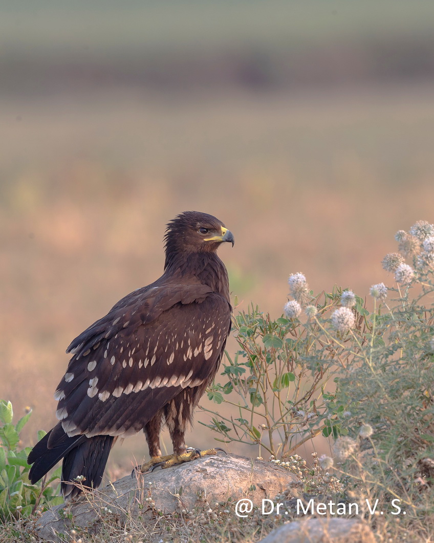 Greater spotted eagle image Dr Vyankatesh Metan V3