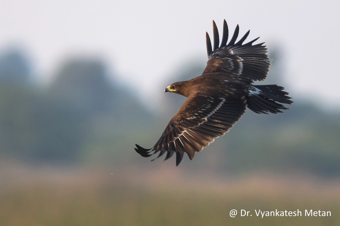 Greater spotted eagle image Dr Vyankatesh Metan V96