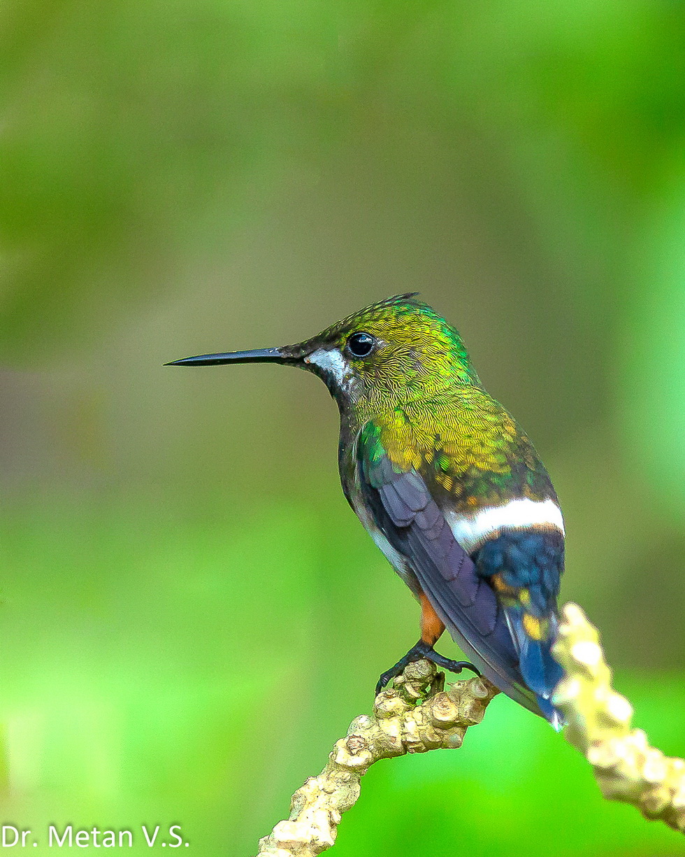 Green thorntail Hummingbird image Dr. Vyankatesh Metan Solapur 6 6