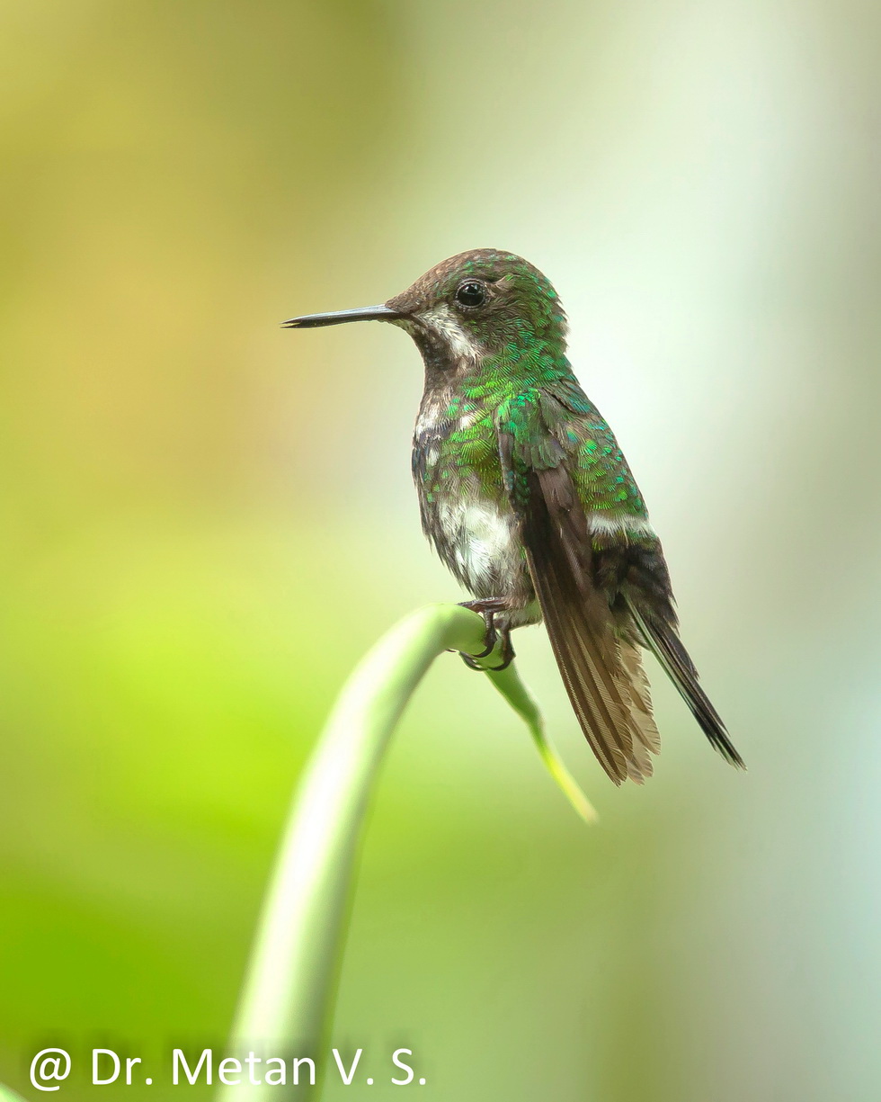 Green thorntail Hummingbird image Dr. Vyankatesh Metan Solapur 6