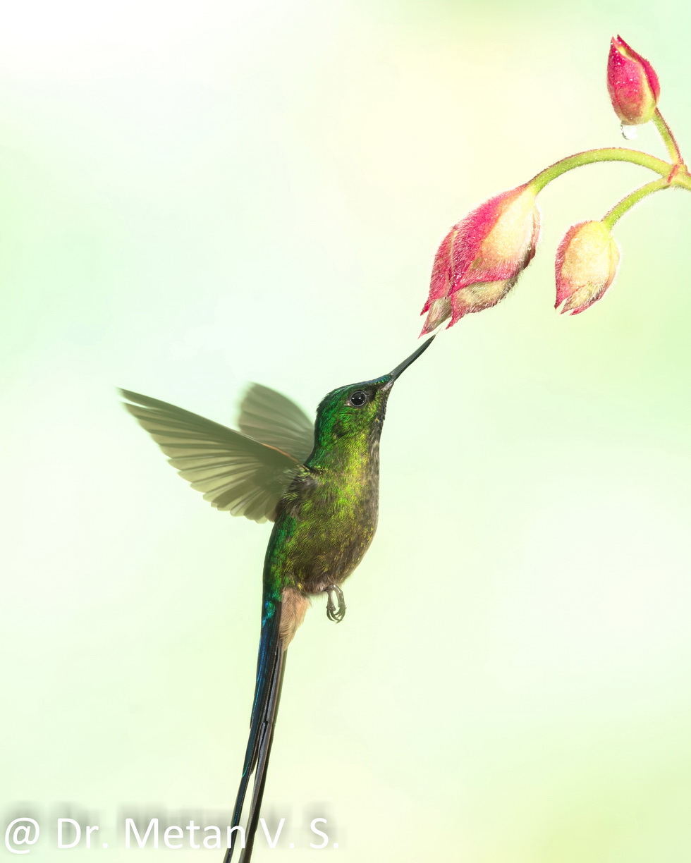 Hummingbird image Dr. Vyankatesh Metan Solapur 3
