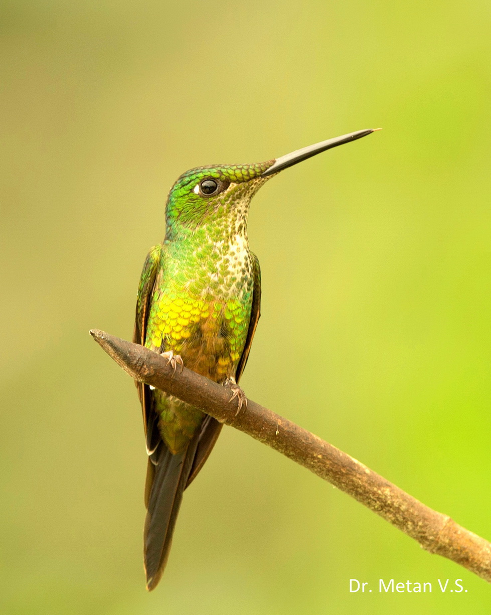 Hummingbird image Dr. Vyankatesh Metan Solapur 322