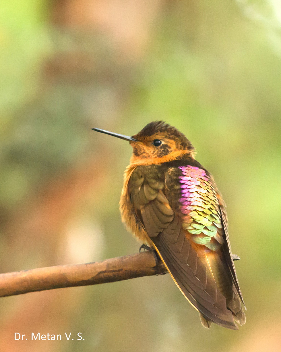 Hummingbird image Dr. Vyankatesh Metan Solapur 330