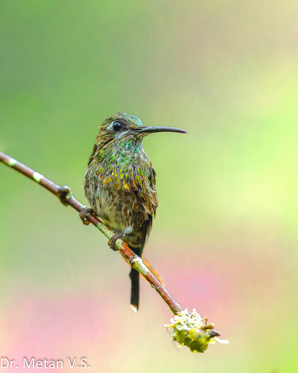 Hummingbird image Dr. Vyankatesh Metan Solapur 36