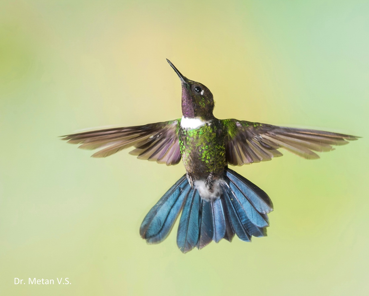 Hummingbird image Dr. Vyankatesh Metan Solapur 60