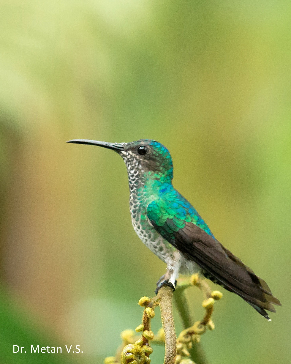 Hummingbird image Dr. Vyankatesh Metan Solapur 7