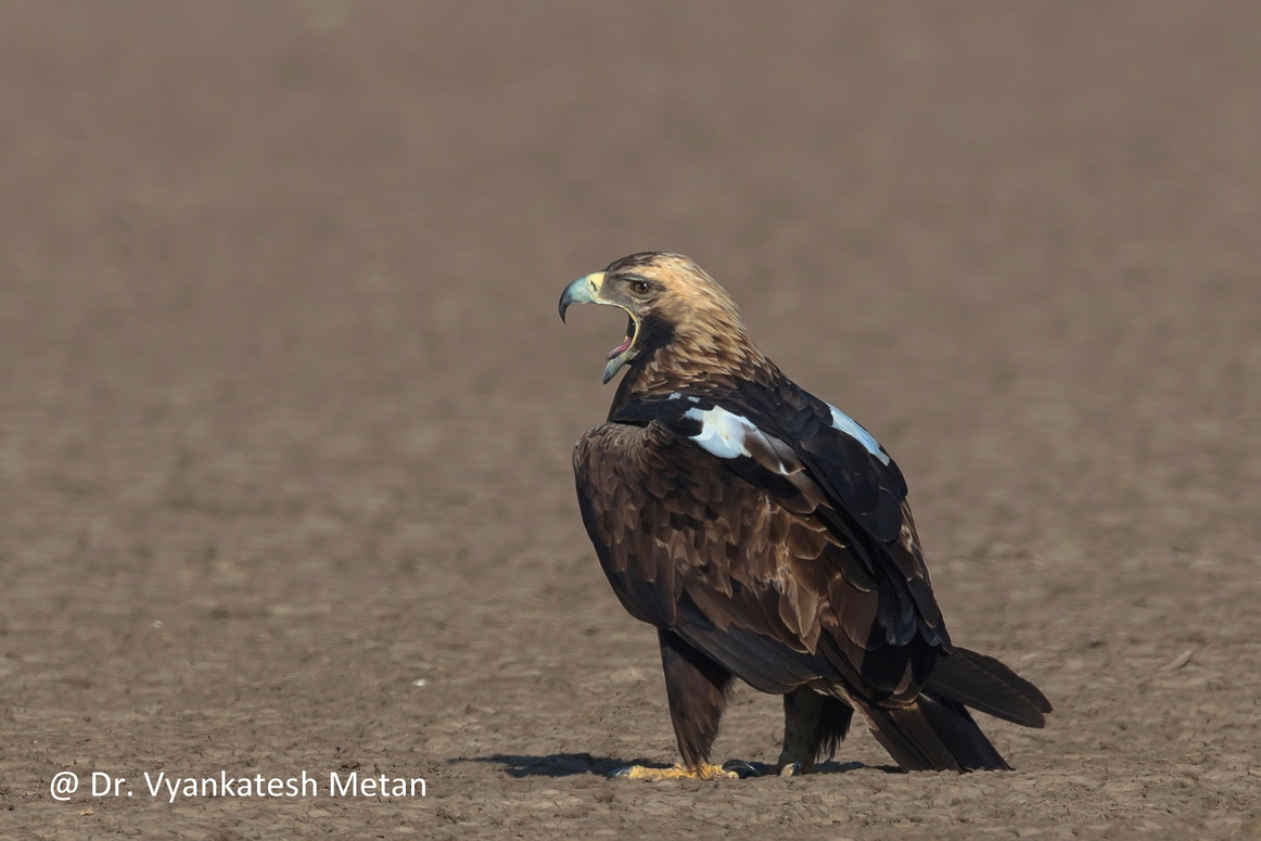 Imperial Eagle image Dr Vyankatesh Metan Solapur V6