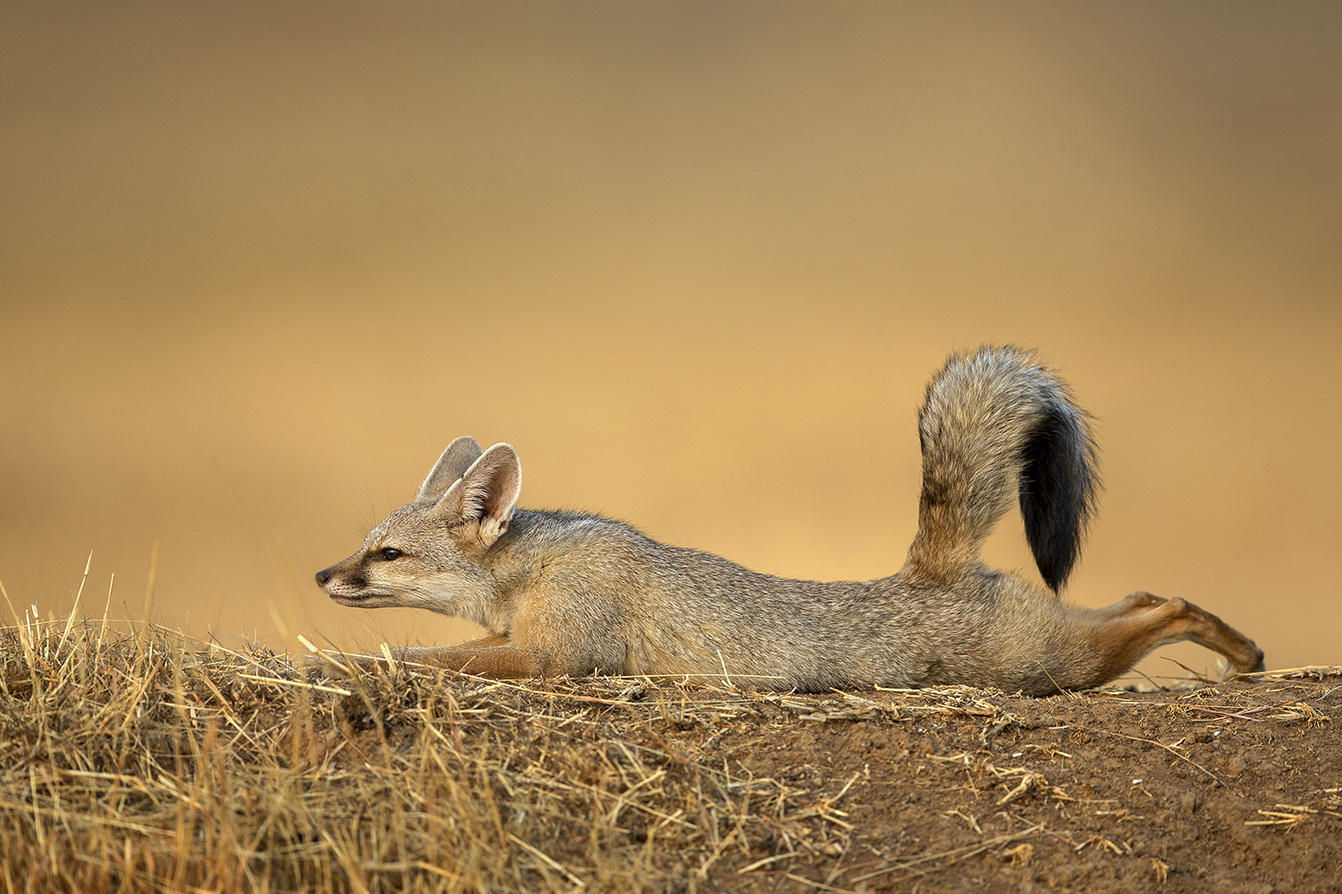 Indian Fox Dr Vyankatesh Metan Solapur Mammals C