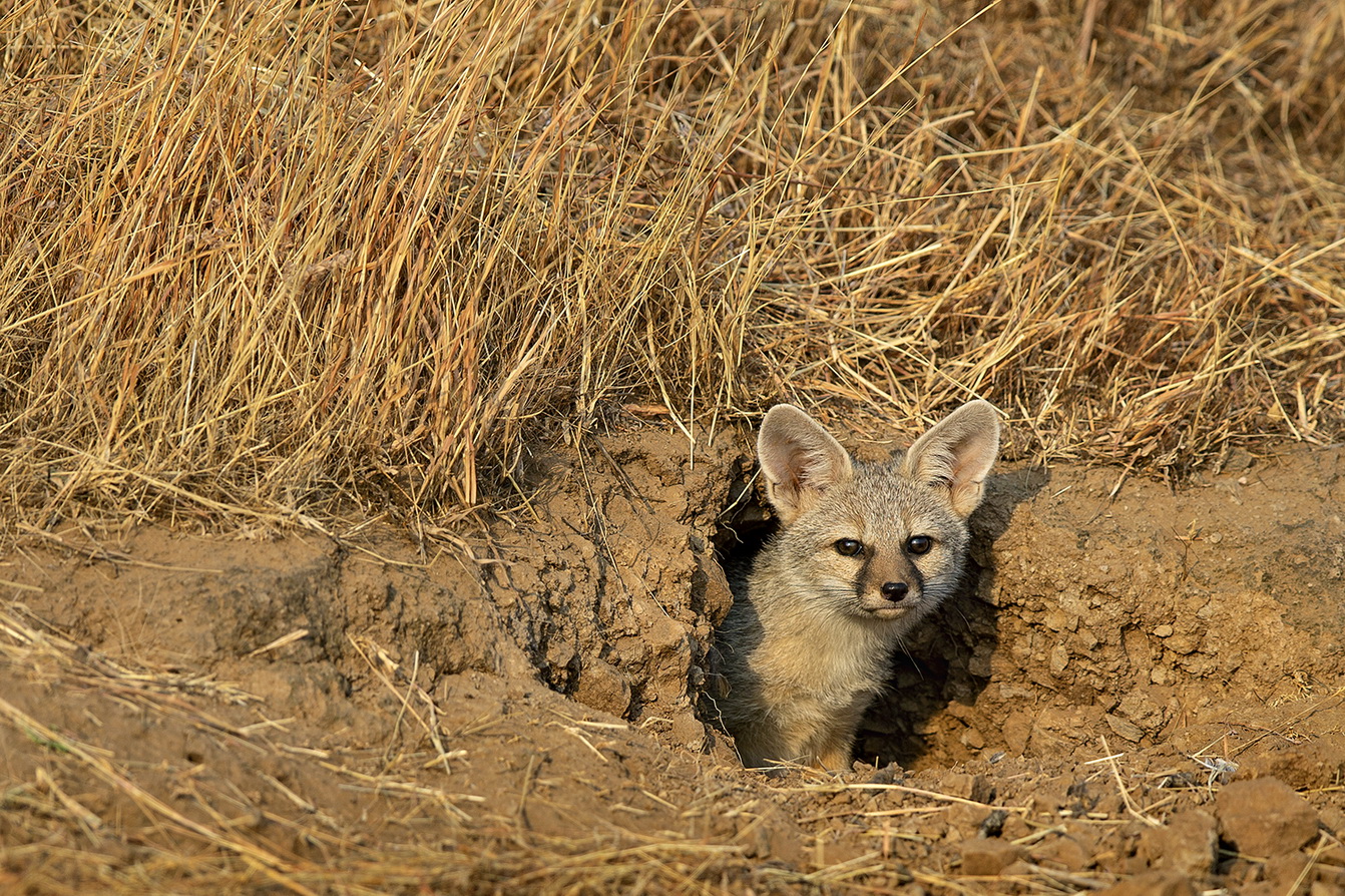 Indian Fox Dr Vyankatesh Metan Solapur Mammals G