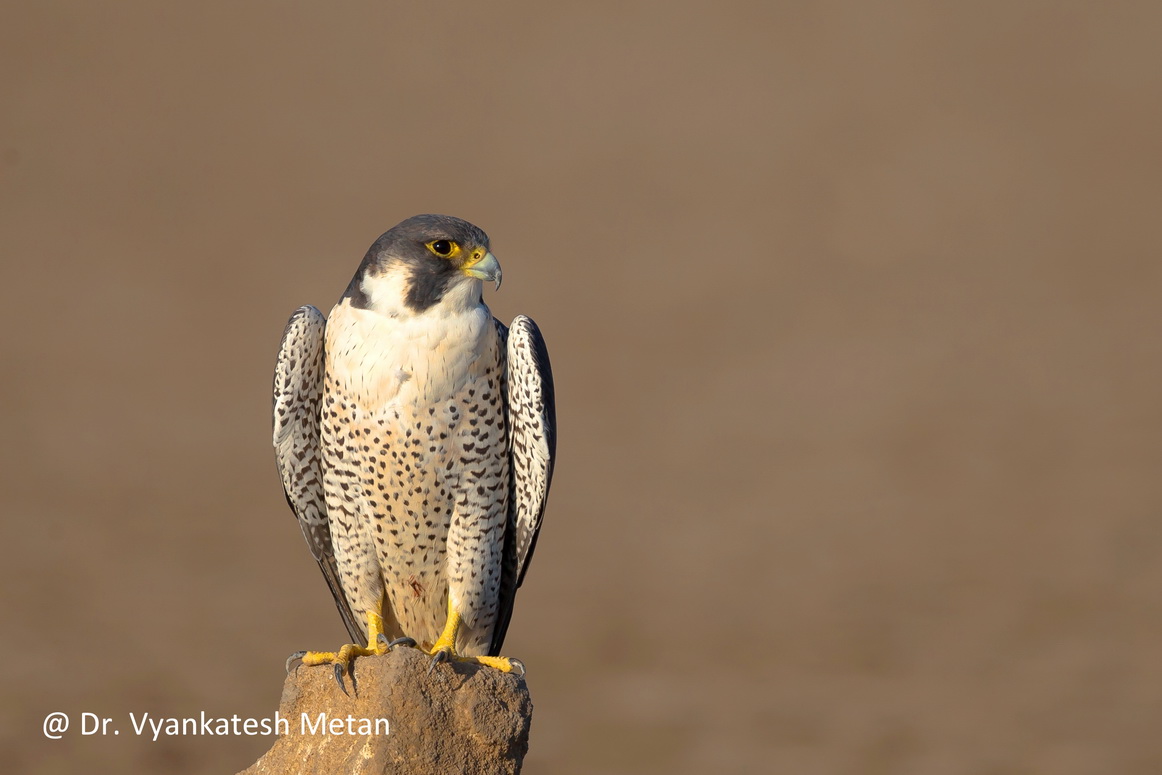 Peregrine Falcone image Dr Vyankatesh Metan Solapur V6