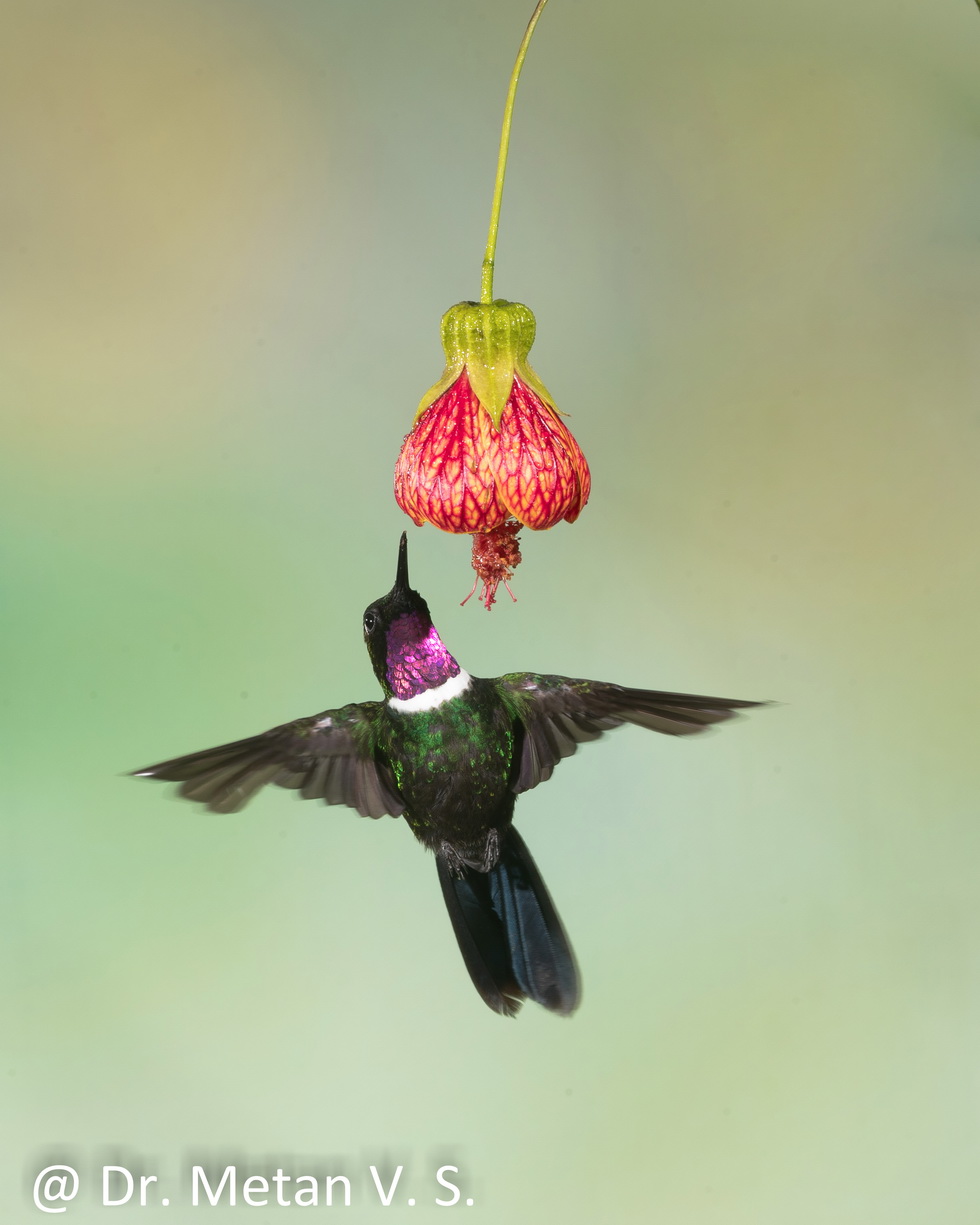 Purple throated woodstar Hummingbird image Dr. Vyankatesh Metan Solapur 63