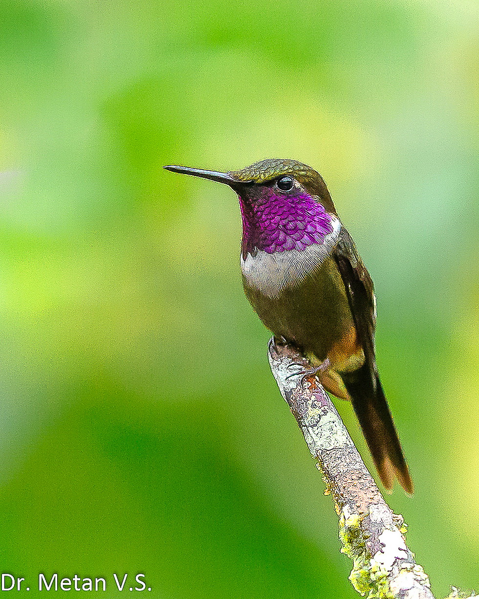 Birds of Ecuador
