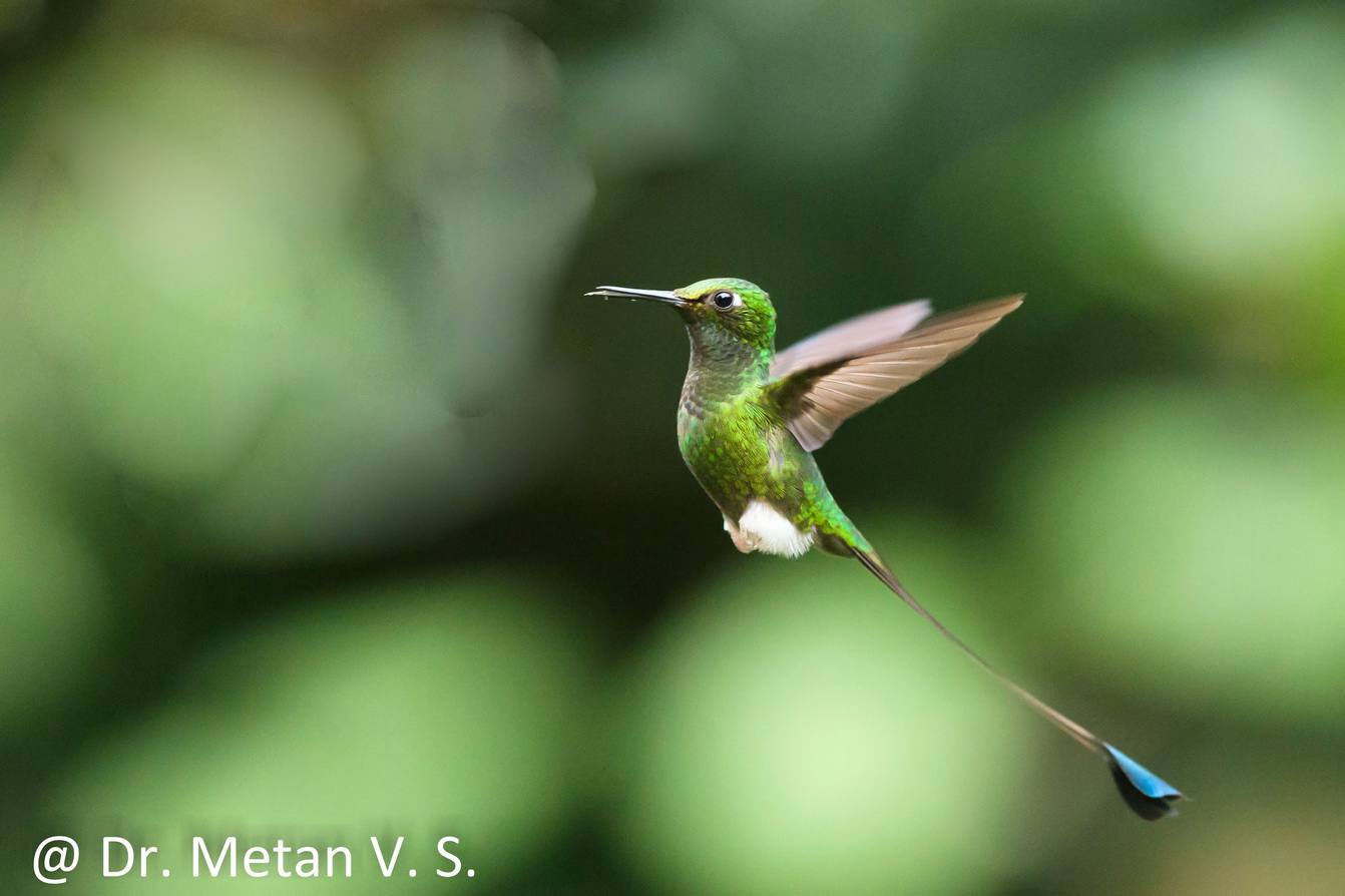 Racquet Tailed Hummingbird Hummingbird image Dr. Vyankatesh Metan Solapur 63