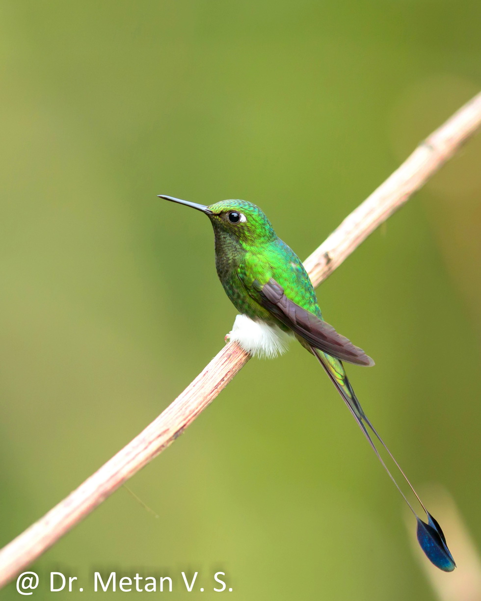 Racquet Tailed Hummingbird image Dr. Vyankatesh Metan Solapur 6