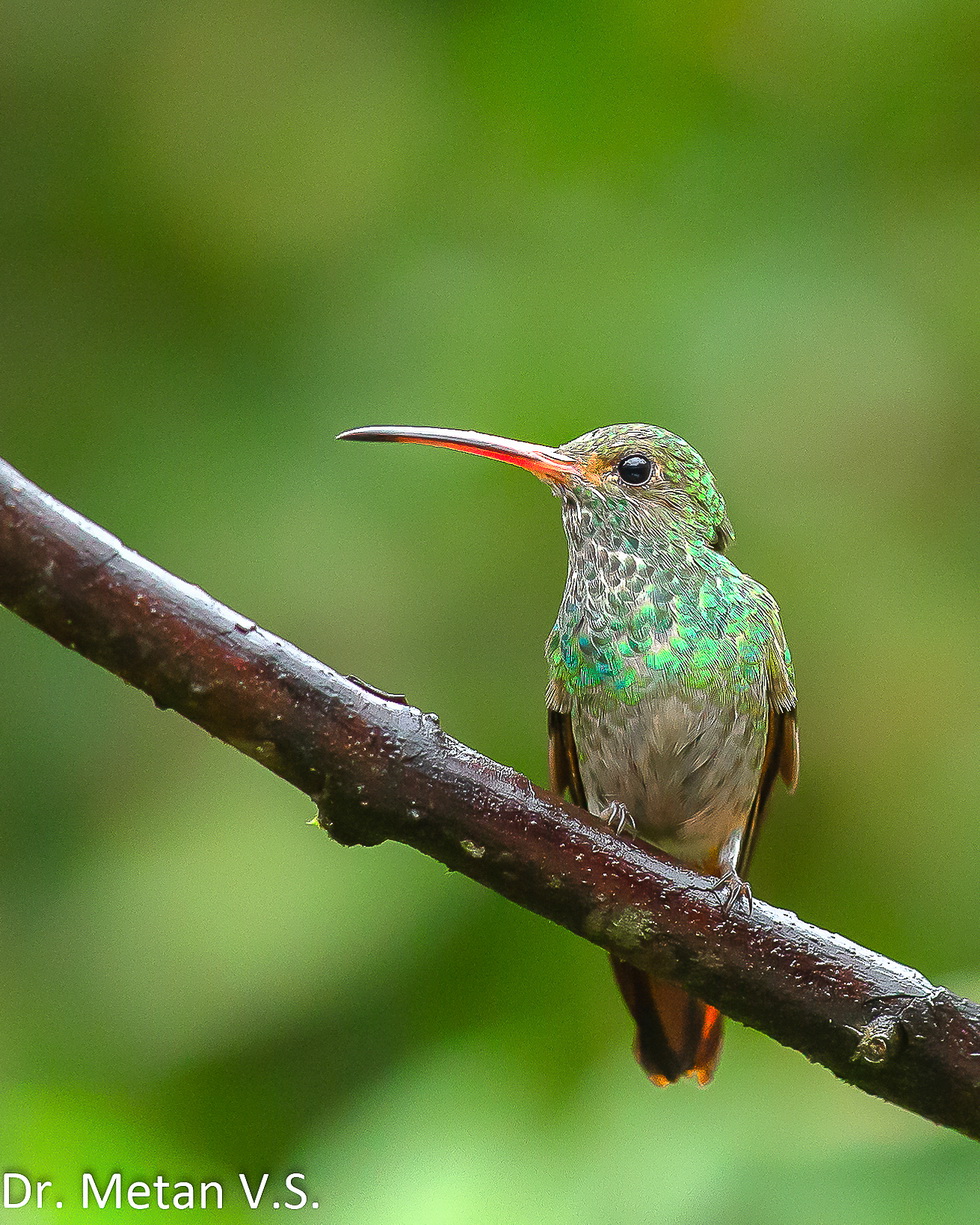 Rufous tailed Hummingbird image Dr. Vyankatesh Metan Solapur 6