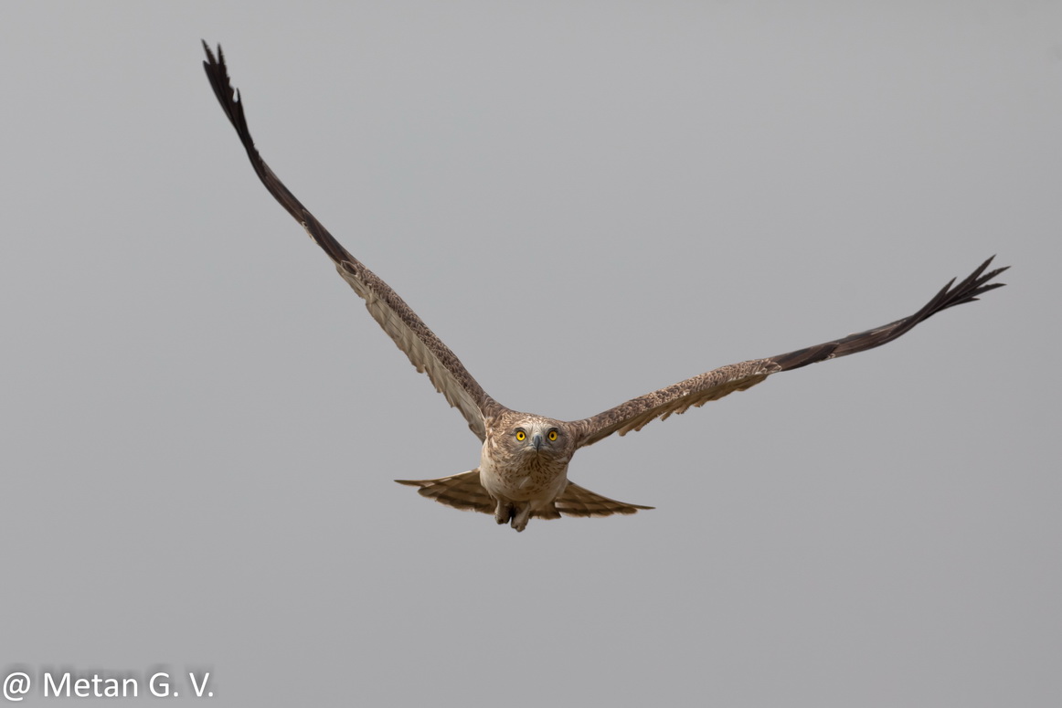 Short toed snake eagle image Dr Vyankatesh Metan Solapur V3