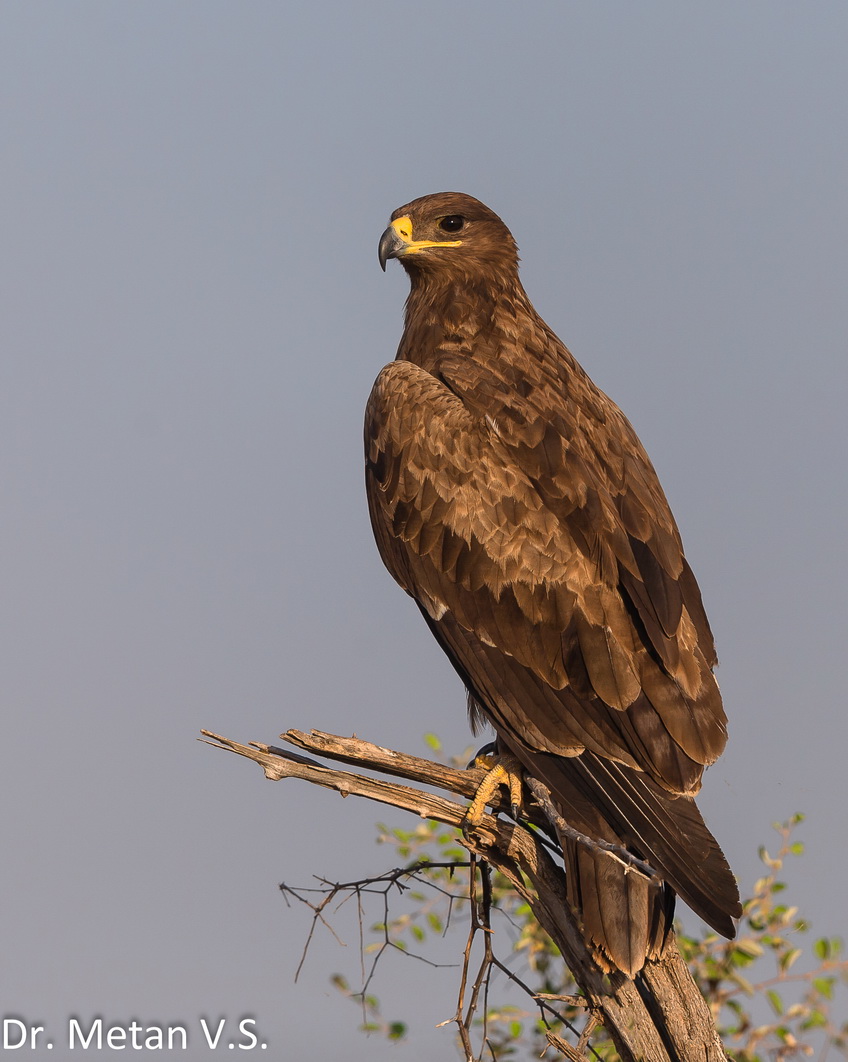Steppe Eagle image Dr Vyankatesh Metand Solapur V