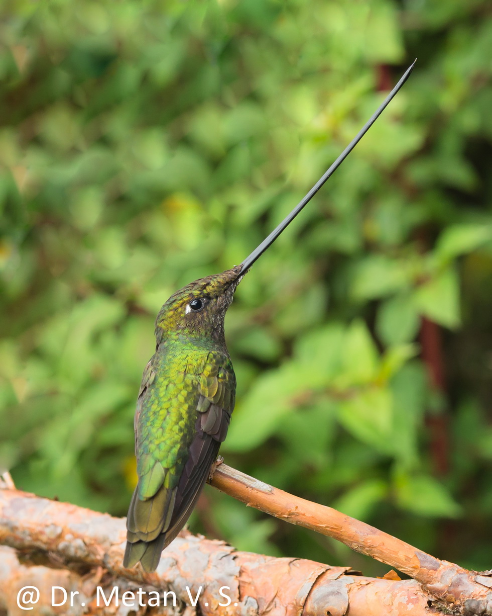 Sword billed Hummingbird image Dr. Vyankatesh Metan Solapur 6 3