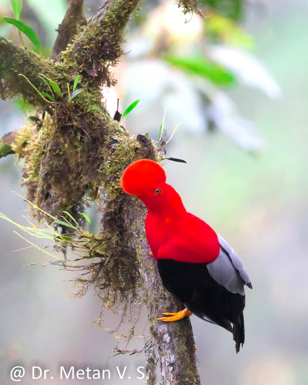 The Andean cock of the rock bird image Ecuador Dr Vyankatesh Metan Solapur 3ABC