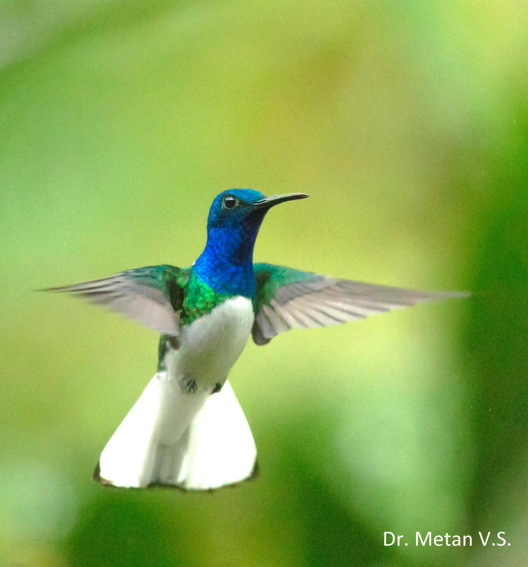White necked Jacobin Hummingbird image Dr. Vyankatesh Metan Solapur 630