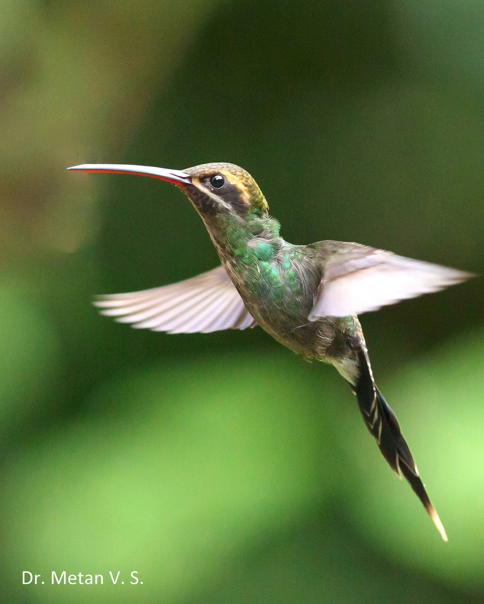 White whiskered hermit Hummingbird image Dr. Vyankatesh Metan Solapur 330