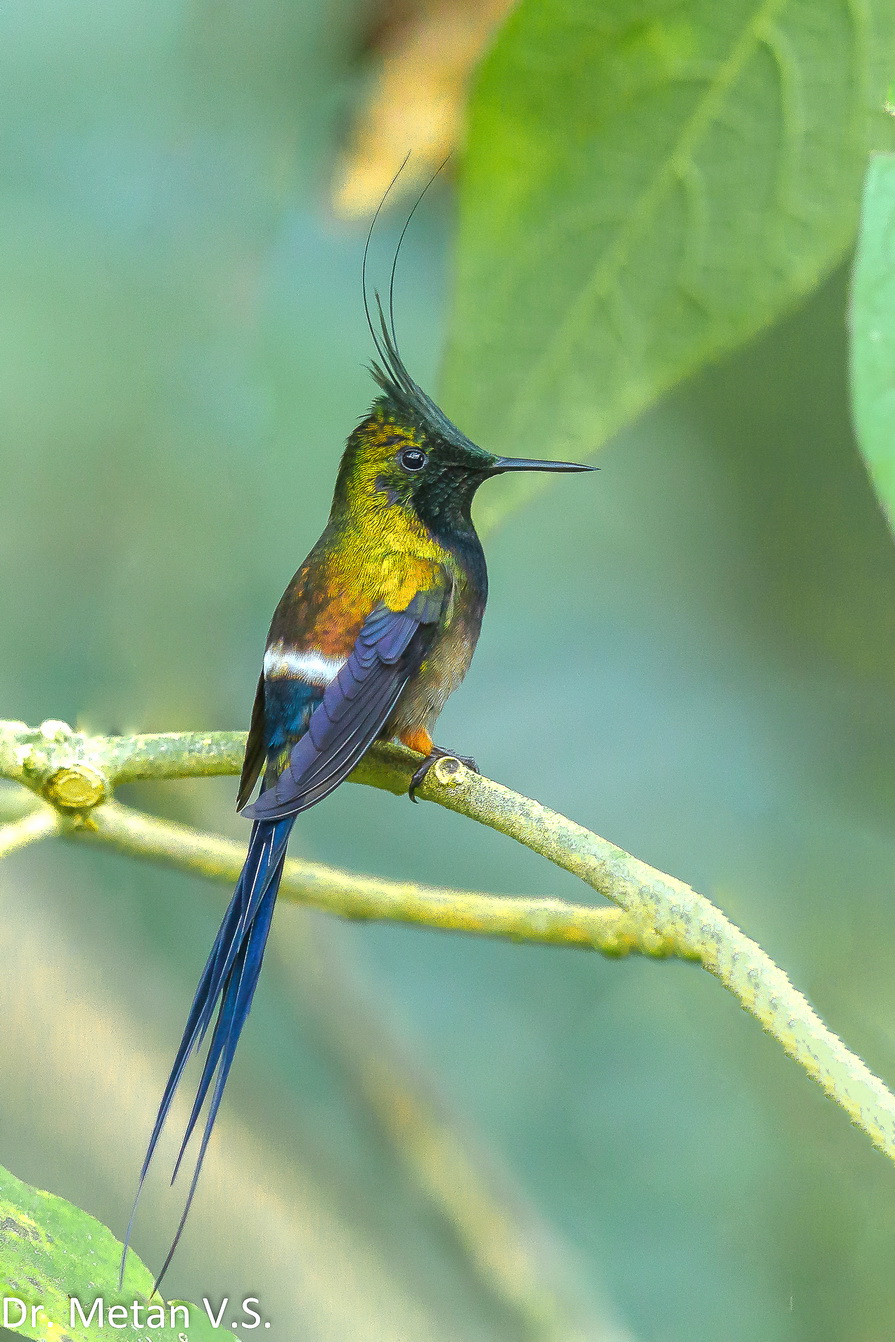Wire crested thorntail Hummingbird image Dr. Vyankatesh Metan Solapur 6