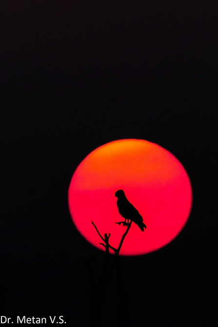 Silhouette of Short toed Snake Eagle