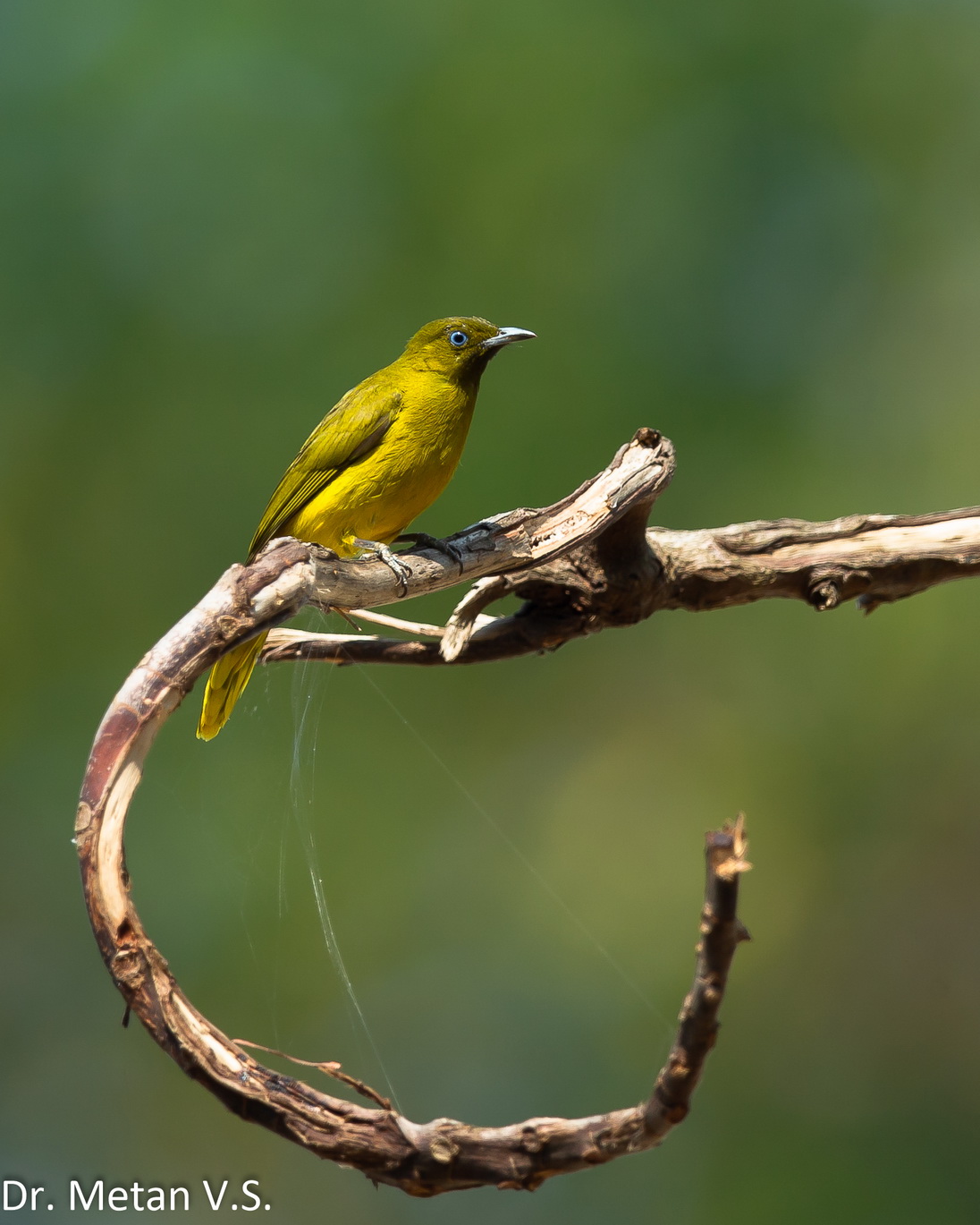 The Andaman Bulbul