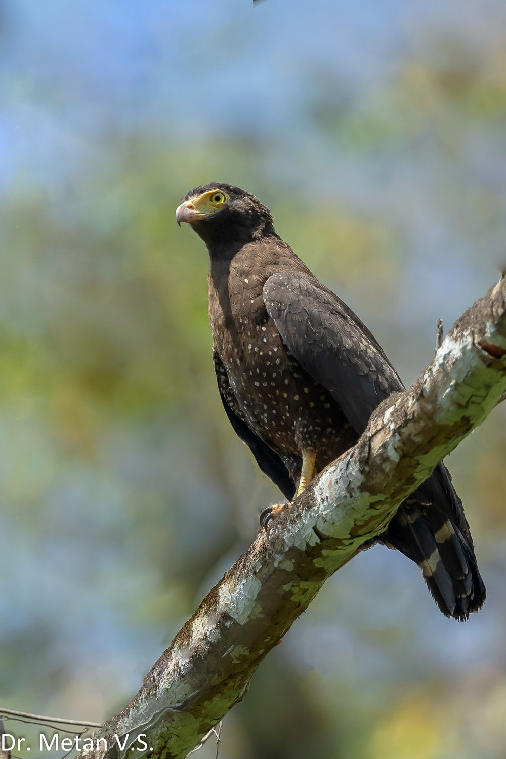 The Andaman serpent eagle