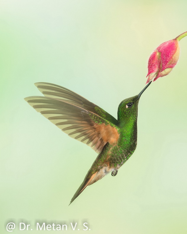 The Buff tailed coronet 3