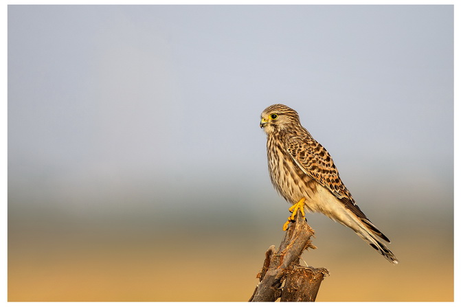 The Common Kestrel