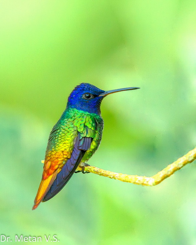 The Golden tailed sapphire