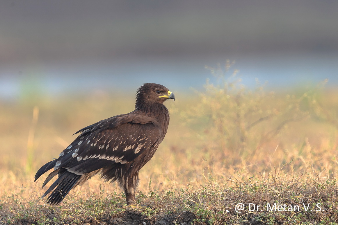 The Greater spotted eagle