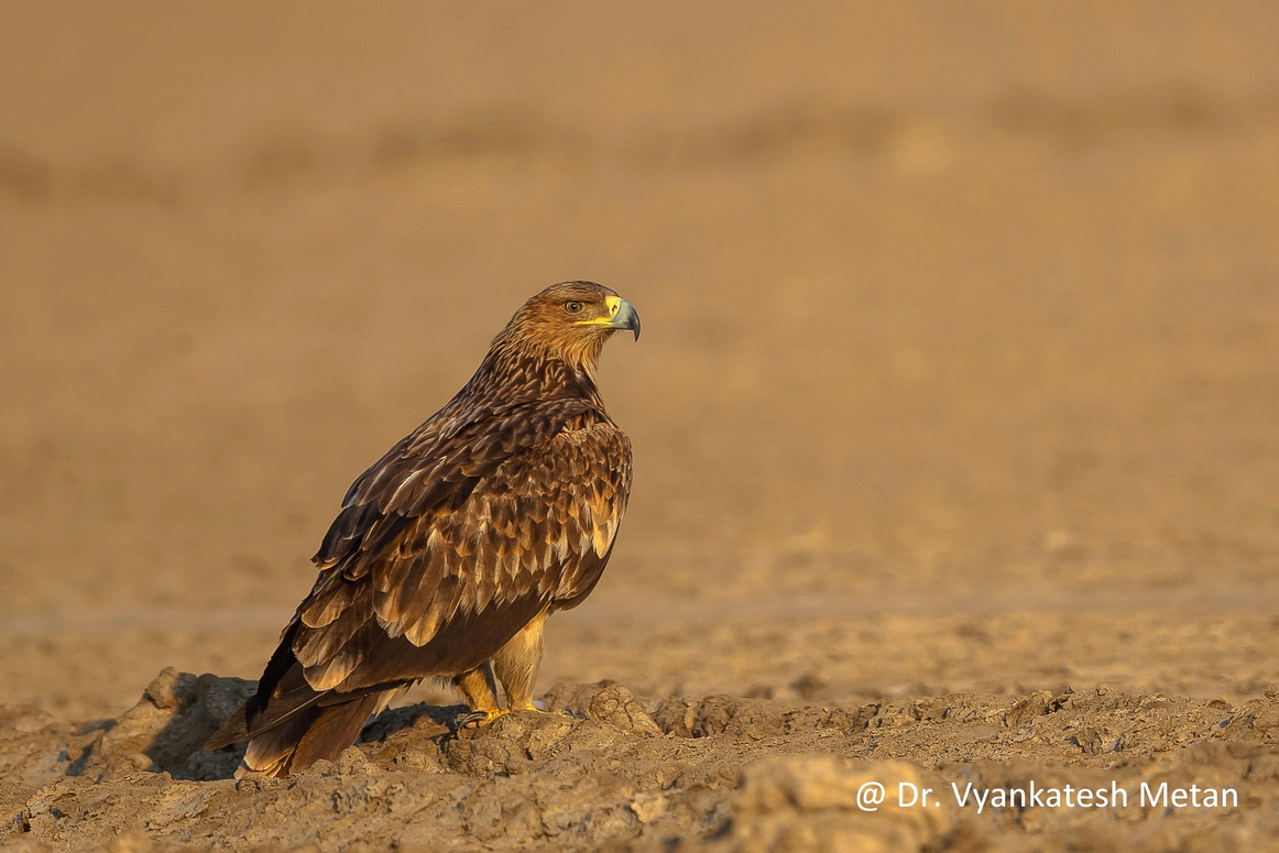 The Imperial Eagle 3