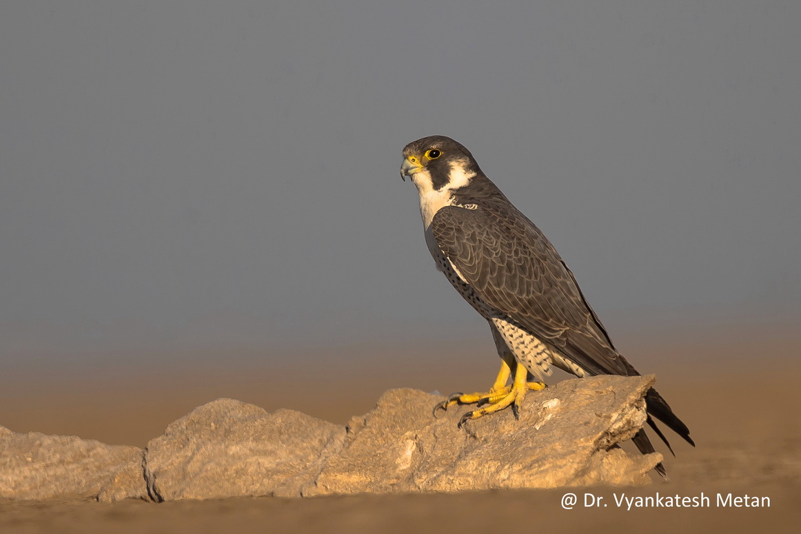 The Peregrine Falcone 3