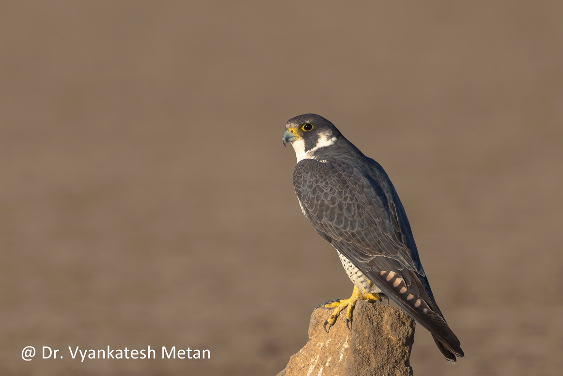 The Peregrine Falcone 9