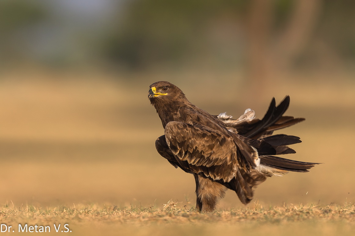 The Steppe Eagle 9
