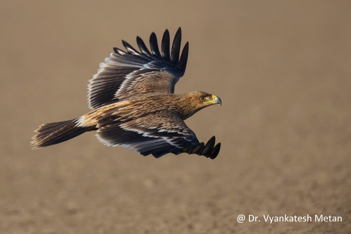 The Steppe Eagle in flight