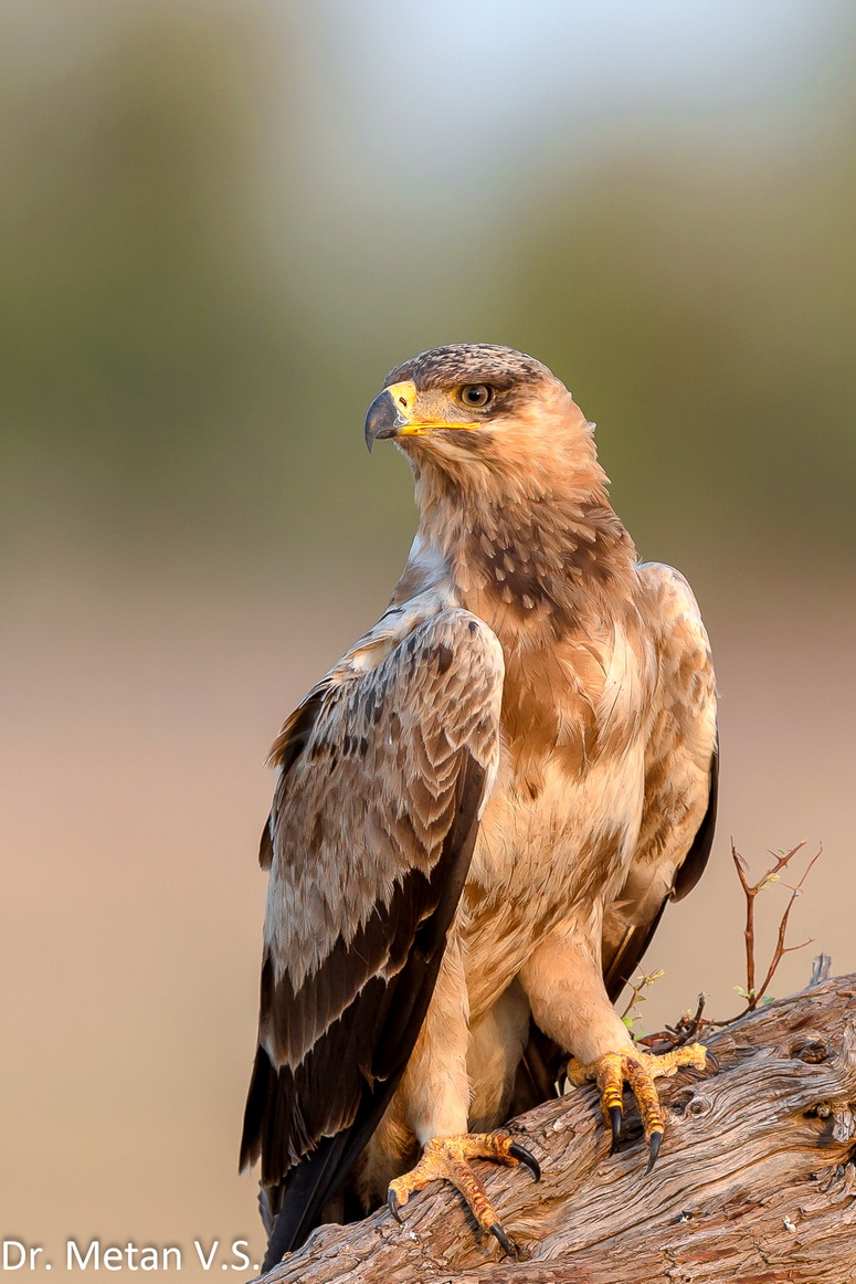 The Tawny Eagle