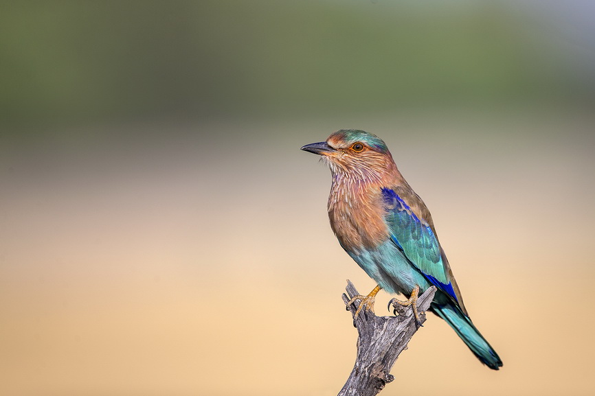 Featured photography 22