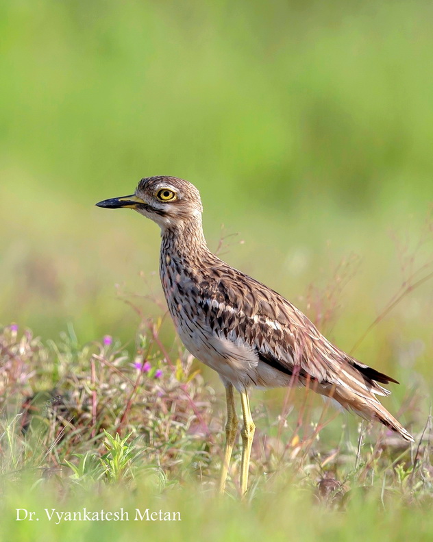 Featured photography 44